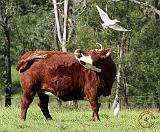 The Cow and the Great Egret 9Y527D-008